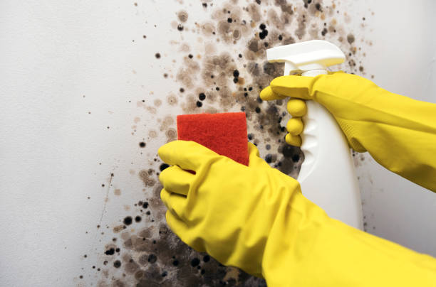 Mold Testing and Removal in Siesta Shores, TX